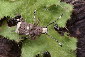 Attēlu rezultāti vaicājumam “Platystomos albinus”