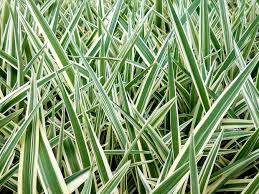 Attēlu rezultāti vaicājumam “Dianema nivale sessile”