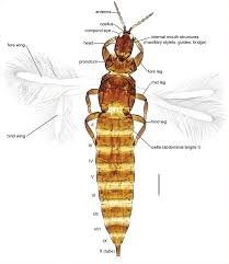 Attēlu rezultāti vaicājumam “Thysanoptera”
