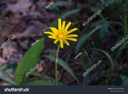 Attēlu rezultāti vaicājumam “Scorzonera humilis leaf”