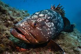 Image result for Epinephelus andersoni