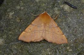 Attēlu rezultāti vaicājumam “Colotois pennaria”