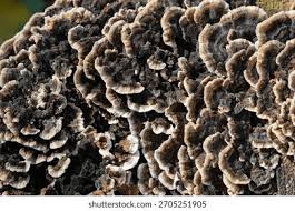 Attēlu rezultāti vaicājumam “Bjerkandera adusta”