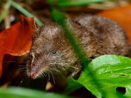 Attēlu rezultāti vaicājumam “Sorex araneus”