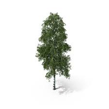 Attēlu rezultāti vaicājumam “Betula pendula”