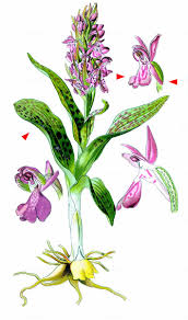 Attēlu rezultāti vaicājumam “Dactylorhiza fuchsii”