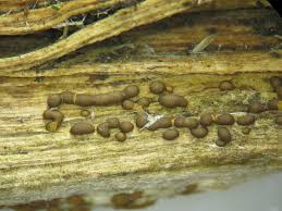 Attēlu rezultāti vaicājumam “Gulielmina vermicularis macro”