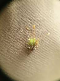 Attēlu rezultāti vaicājumam “Saelania glaucescens”