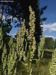 Attēlu rezultāti vaicājumam “Rumex aquaticus bud”