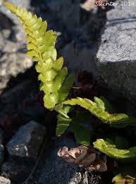 Attēlu rezultāti vaicājumam “Polystichum lonchitis”
