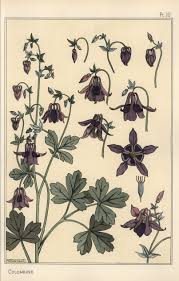 Attēlu rezultāti vaicājumam “Aquilegia vulgaris leaf”