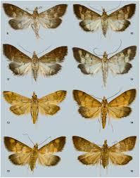 Attēlu rezultāti vaicājumam “Pyralididae”