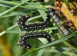 Attēlu rezultāti vaicājumam “Gilpinia”