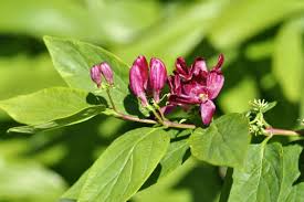 Attēlu rezultāti vaicājumam “Lonicera tatarica leaf”