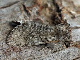 Attēlu rezultāti vaicājumam “Achlya flavicornis”