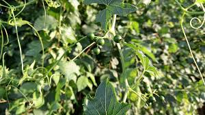 Attēlu rezultāti vaicājumam “Bryonia alba leaf”