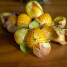 Attēlu rezultāti vaicājumam “Silene viscaria fruit”