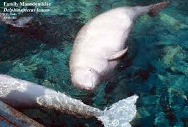 Image result for Delphinapterus leucas