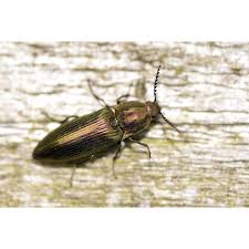 Attēlu rezultāti vaicājumam “Ctenicera pectinicornis male”