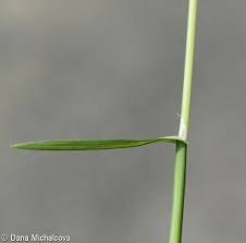Attēlu rezultāti vaicājumam “Helictotrichon pratense leaf”