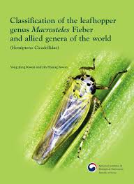 Attēlu rezultāti vaicājumam “Macrosteles sp.”