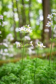 Attēlu rezultāti vaicājumam “Hottonia palustris flower”