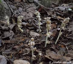 Attēlu rezultāti vaicājumam “Lathraea squamaria bud”