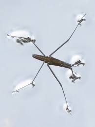 Attēlu rezultāti vaicājumam “Aquarius najas”