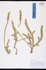 Attēlu rezultāti vaicājumam “Lycopodiaceae”