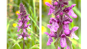 Attēlu rezultāti vaicājumam “Stachys sylvatica bud”