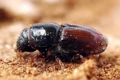 Attēlu rezultāti vaicājumam “Scolytus ratzeburgi”