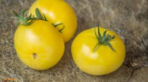 Afbeeldingsresultaat voor kosmonaut volkov 68D tomato