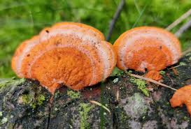 Attēlu rezultāti vaicājumam “Pycnoporus cinnabarinus”