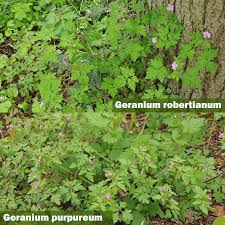 Attēlu rezultāti vaicājumam “Geranium robertianum leaf”