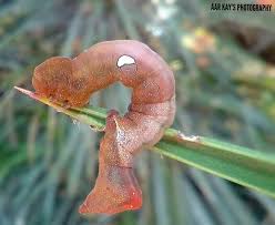 Attēlu rezultāti vaicājumam “Tenthredo scrophulariae exuvia”