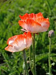 Image result for Papaver orientale