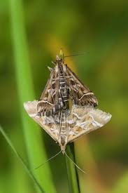 Attēlu rezultāti vaicājumam “Diasemia reticularis”