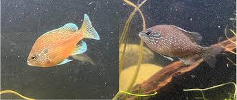 Attēlu rezultāti vaicājumam “Lophozia laxa macro”