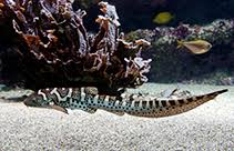 Image result for Stegostoma tigrinum