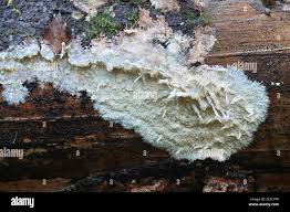 Attēlu rezultāti vaicājumam “Phlebia centrifuga”