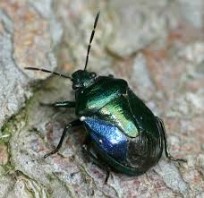 Attēlu rezultāti vaicājumam “Zicrona caerulea”