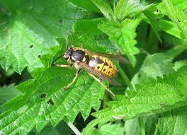 Attēlu rezultāti vaicājumam “Vespula germanica”