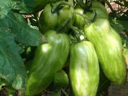 Afbeeldingsresultaat voor banana legs tomato