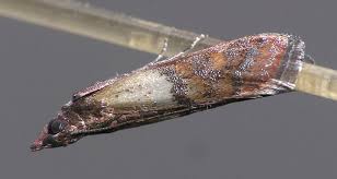 Attēlu rezultāti vaicājumam “Sciota fumella”