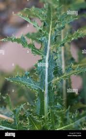 Attēlu rezultāti vaicājumam “Sonchus asper leaf”