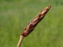 Attēlu rezultāti vaicājumam “Eleocharis uniglumis”