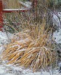 Attēlu rezultāti vaicājumam “Molinia caerulea leaf”