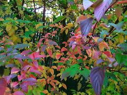 Attēlu rezultāti vaicājumam “Cornus sericea”