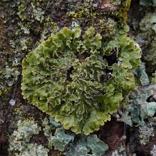 Attēlu rezultāti vaicājumam “Physconia detersa”