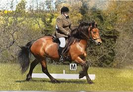 Image result for North Lammermuir Riding Club